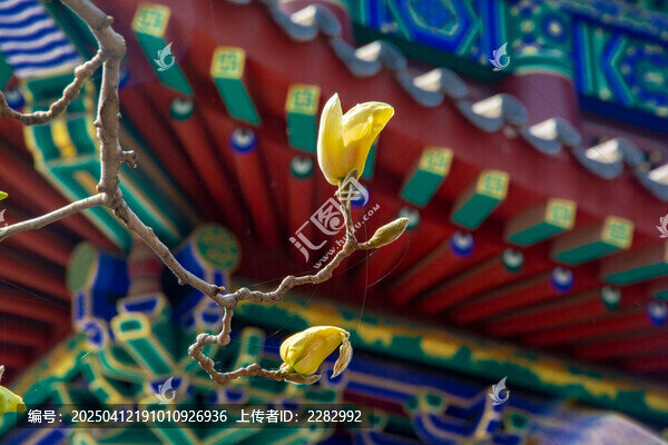 古建筑旁的玉兰花开