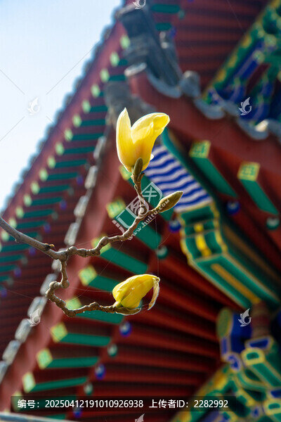 古建筑旁的玉兰花开