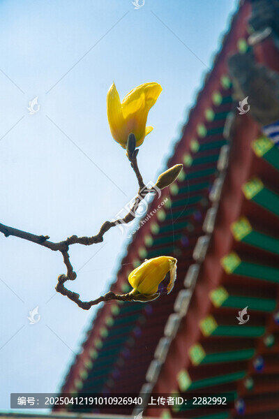 古建筑旁的玉兰花开