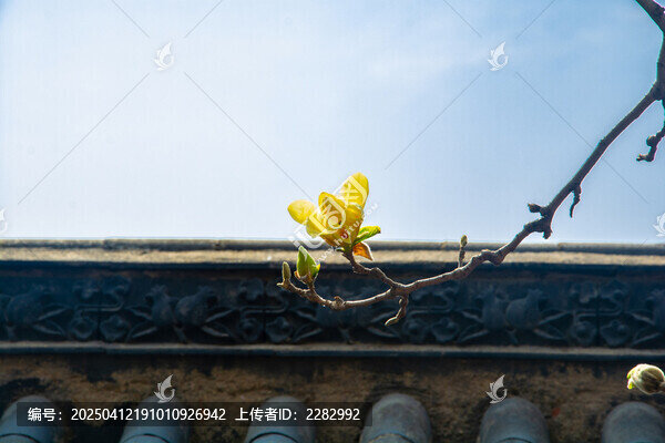 古建筑旁的玉兰花开