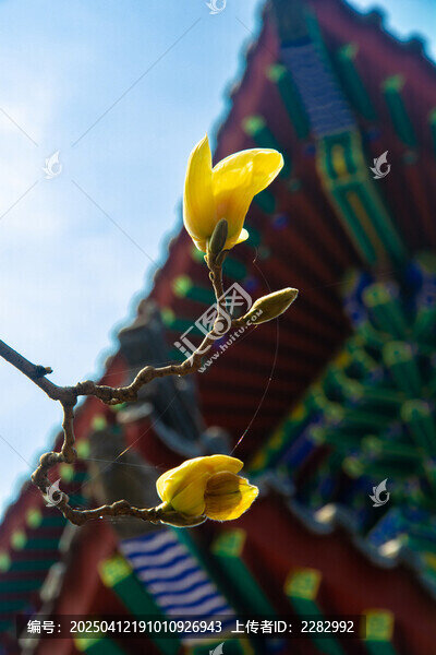 沈阳东塔寺玉兰花