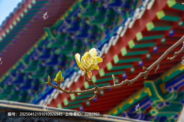 沈阳东塔寺玉兰花