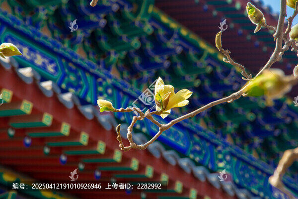 沈阳东塔寺玉兰花
