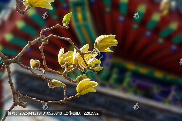 沈阳东塔寺玉兰花