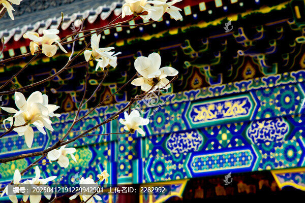 沈阳东塔寺玉兰花