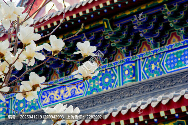 沈阳东塔寺玉兰花