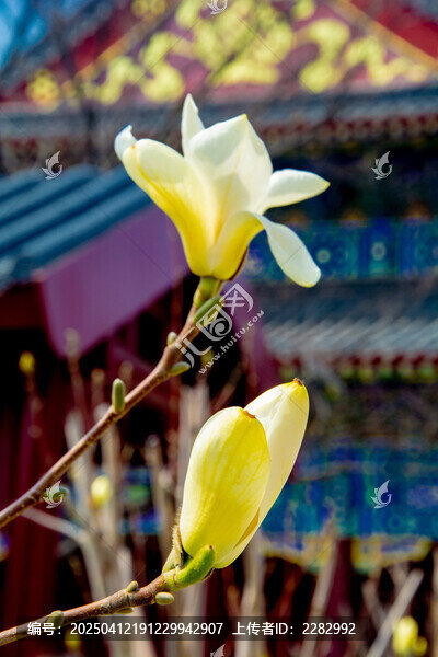 沈阳东塔寺玉兰花
