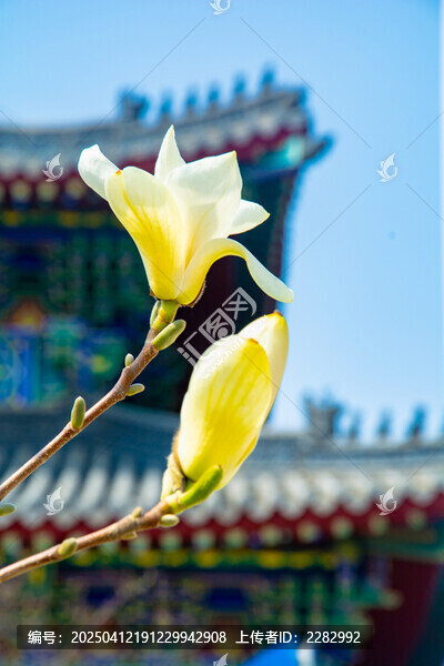 沈阳东塔寺玉兰花