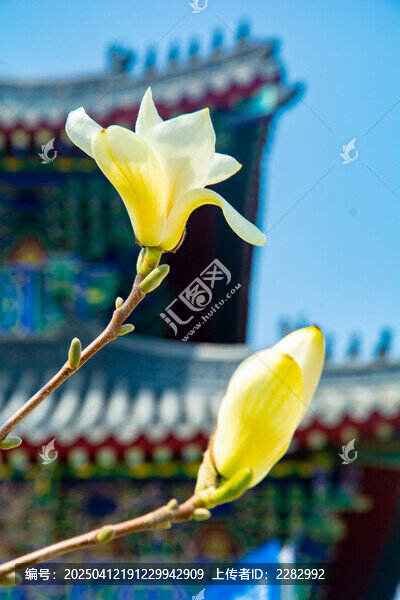 沈阳东塔寺玉兰花