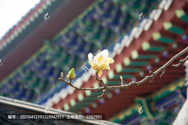 沈阳东塔寺玉兰花