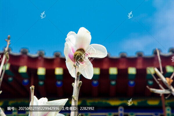 沈阳东塔寺玉兰花