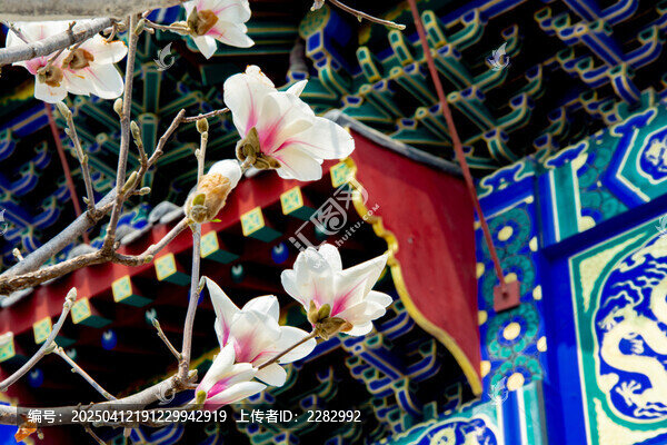沈阳东塔寺玉兰花