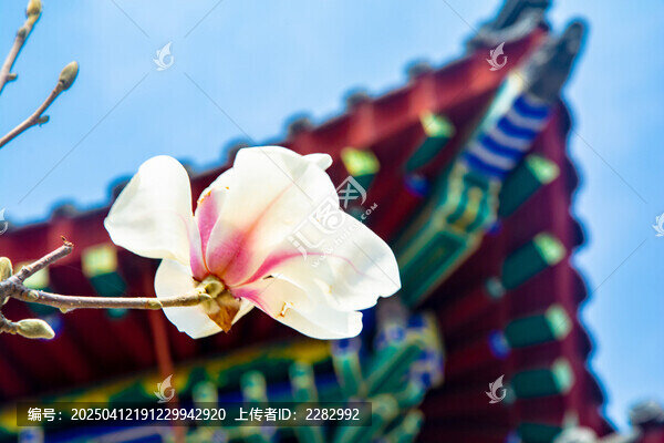沈阳东塔寺玉兰花