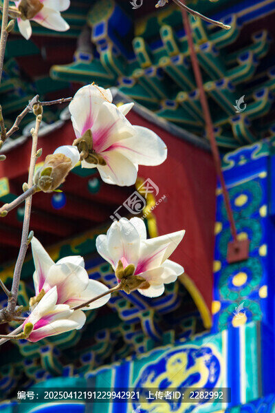 沈阳东塔寺玉兰花