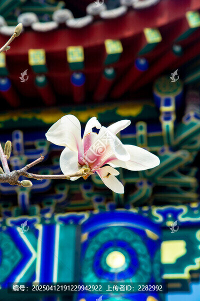 沈阳东塔寺玉兰花