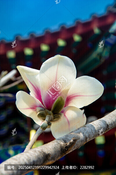 沈阳东塔寺玉兰花
