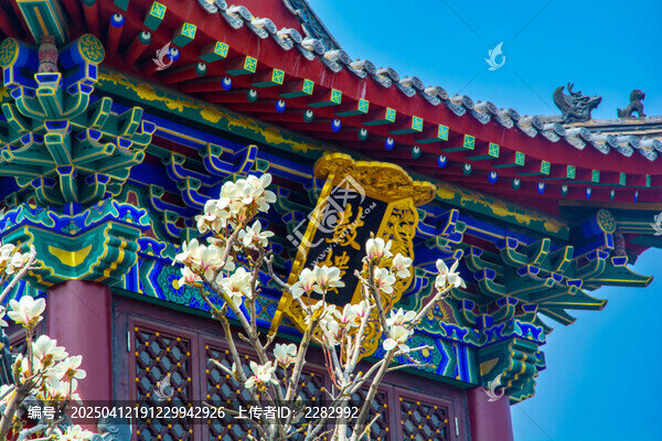 沈阳东塔寺玉兰花