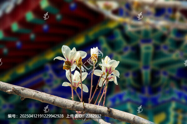 沈阳东塔寺玉兰花开