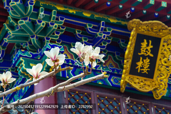 沈阳东塔寺玉兰花开