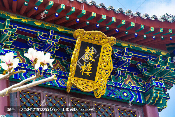 沈阳东塔寺玉兰花开