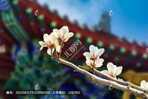 沈阳东塔寺玉兰花开