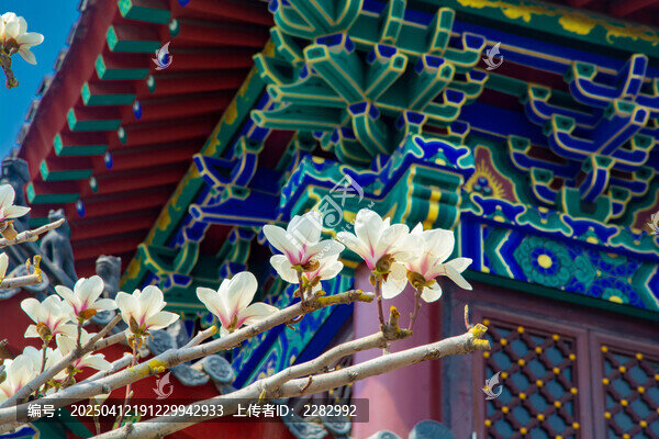 沈阳东塔寺玉兰花开