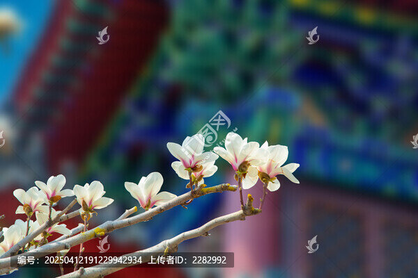 沈阳东塔寺玉兰花开