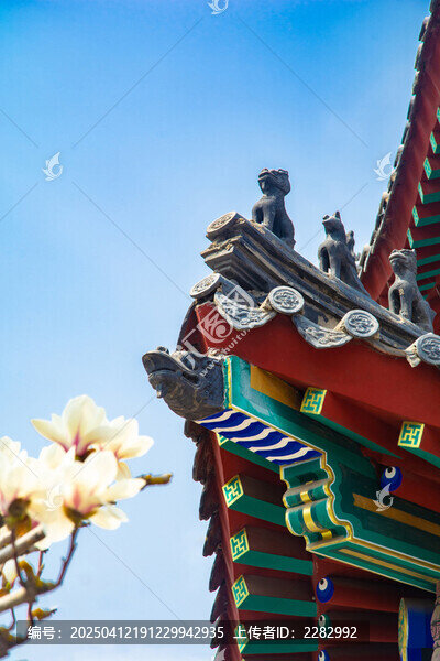 沈阳东塔寺玉兰花开