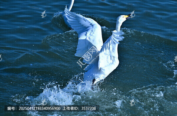 天鹅湖