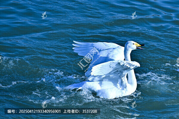 天鹅湖