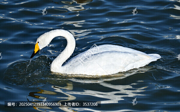 天鹅湖