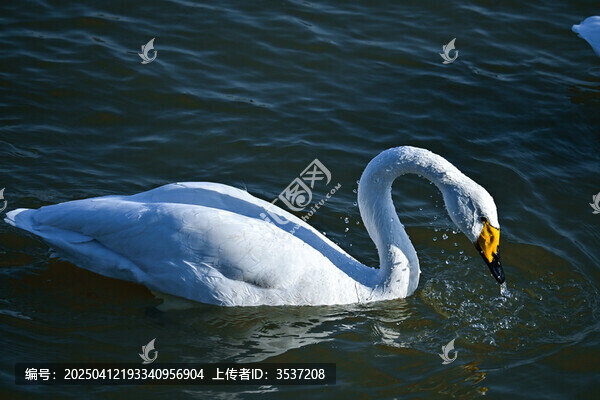 天鹅湖