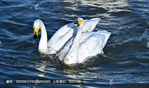 天鹅湖