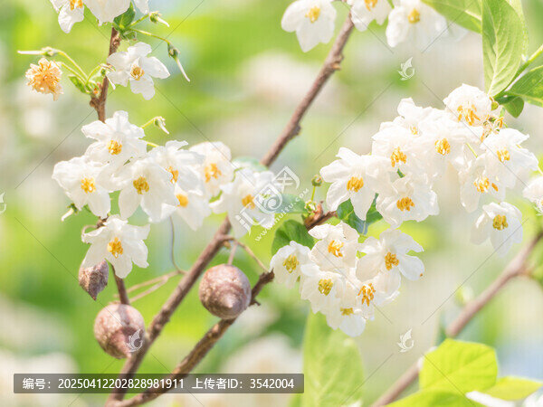 秤锤花