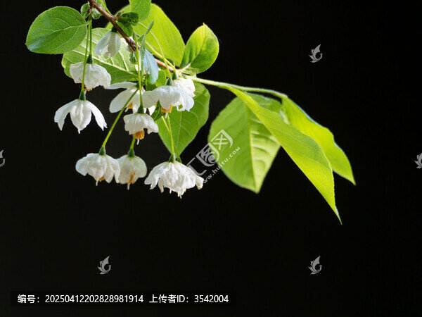 秤锤花