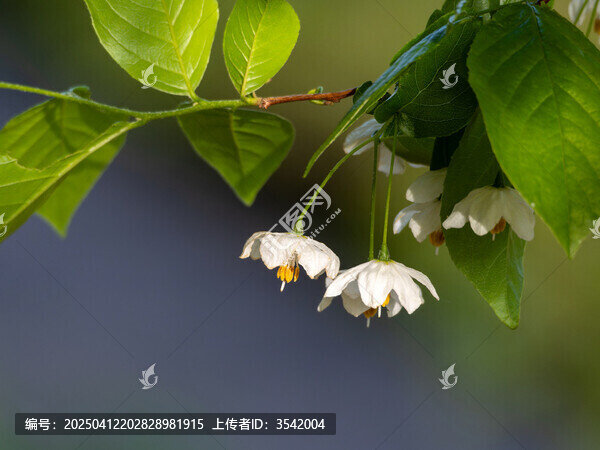 秤锤花