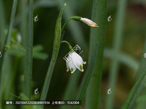 铃兰花