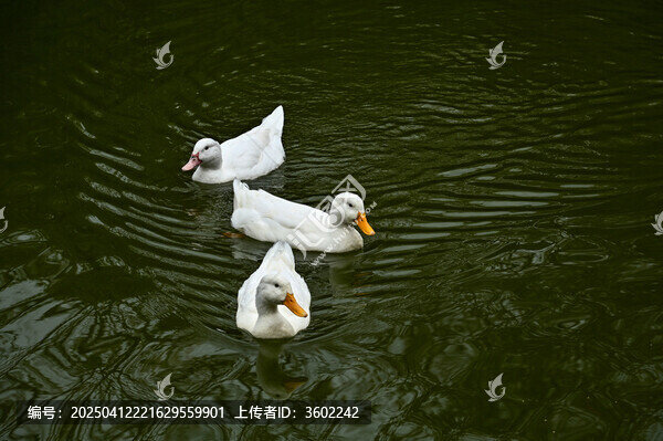 湖面嬉戏的白鸭