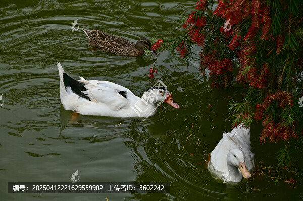 湖面嬉戏的白鸭