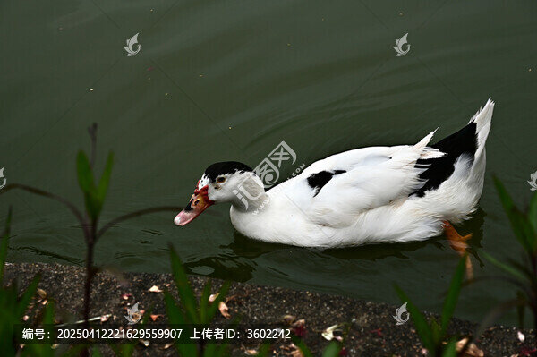 湖面嬉戏的白鸭