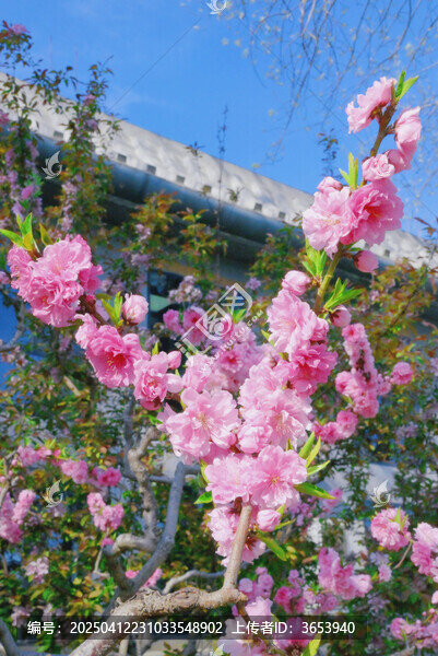 两枝桃花