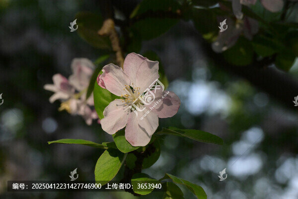 一朵八棱海棠花特写